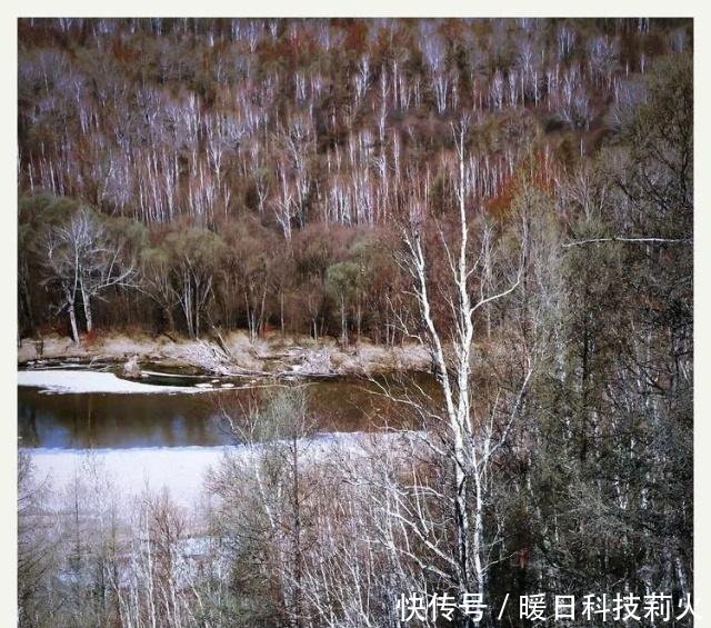 大兴安岭采风散记——《红毛柳和白桦树》