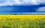 MediaWiki