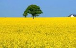 MediaWiki