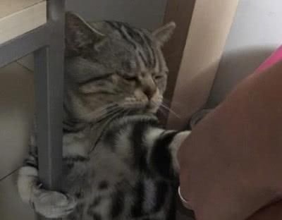 被主人强行洗澡的猫,浑身上下写满着拒绝,表情让主人不淡定