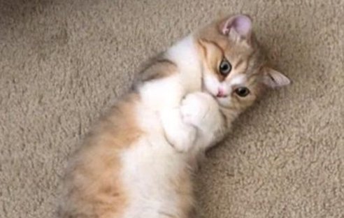小猫咪小猫咪_小骚货猫咪主人_小猫咪靠什么记住主人