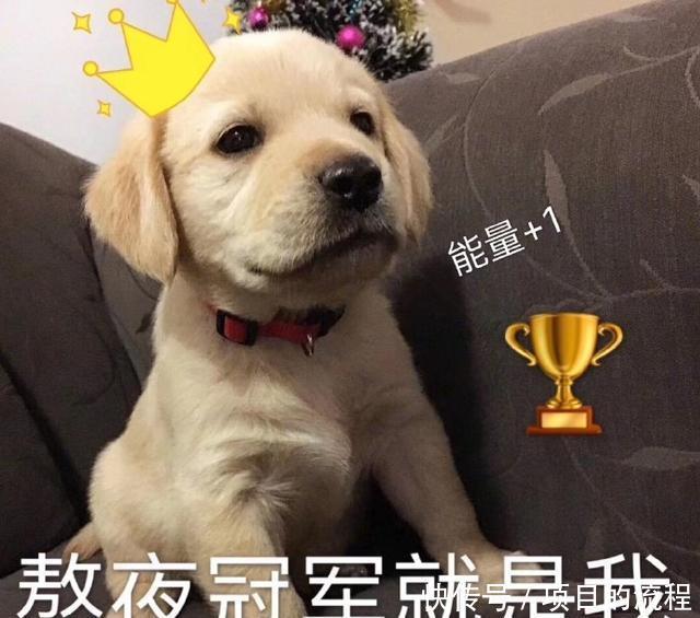 一个狗头表情什么意思