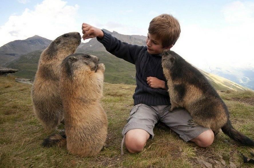 人与动物的友好表现,小男孩与他的土拨鼠朋友每年相约