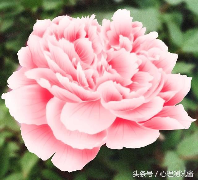心理测试:4朵牡丹,哪幅是画的?测出你的财运有多旺!