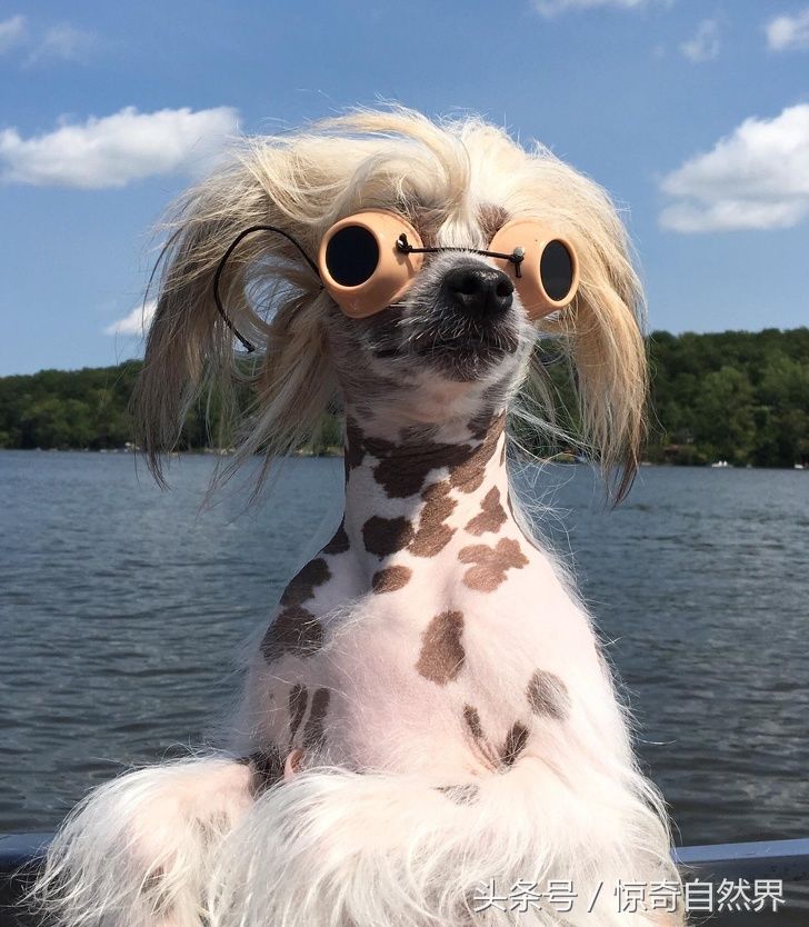 最可爱的动物萌照,唤醒你的宠爱之心