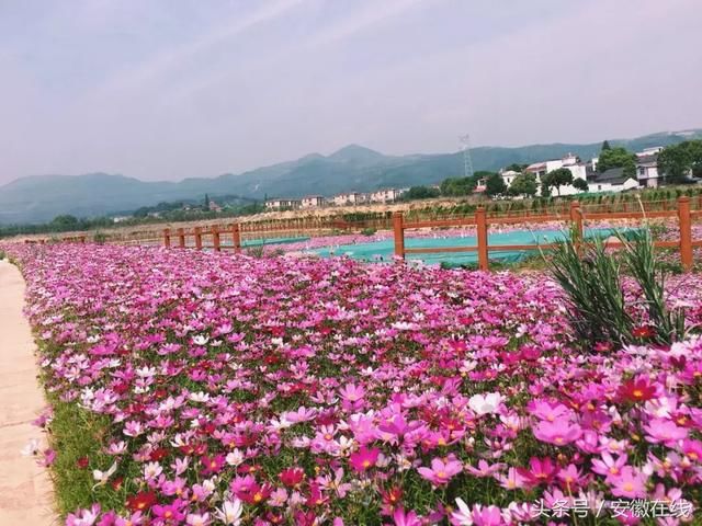 花间塘 4月28日 奥比都斯花海正式开园 景区地址 :桐城苗圃花间塘