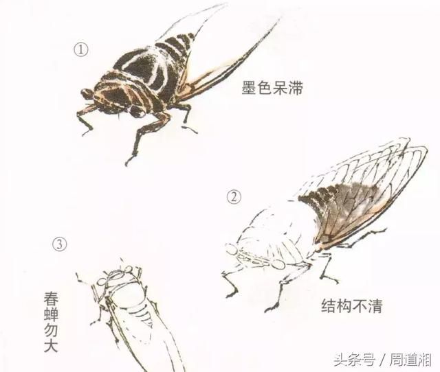 画蝉最重要的是表现中国画墨分五色的丰富韵味,不论工笔或写意,墨色都