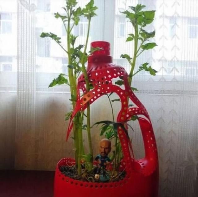 洗衣液瓶子做花盆图片