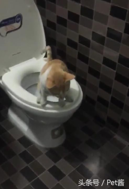 不用终于猫砂我流泪了你呢表情图片大全猫咪,无意中拍到这个,铲屎官一直图片