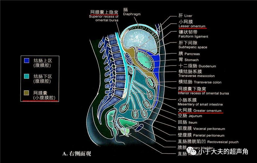 揭秘:静脉韧带 引导我们了解小网膜及网膜囊