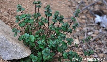 1种野草,人称接骨草,能治"神经麻痹",见到是福气,请保护