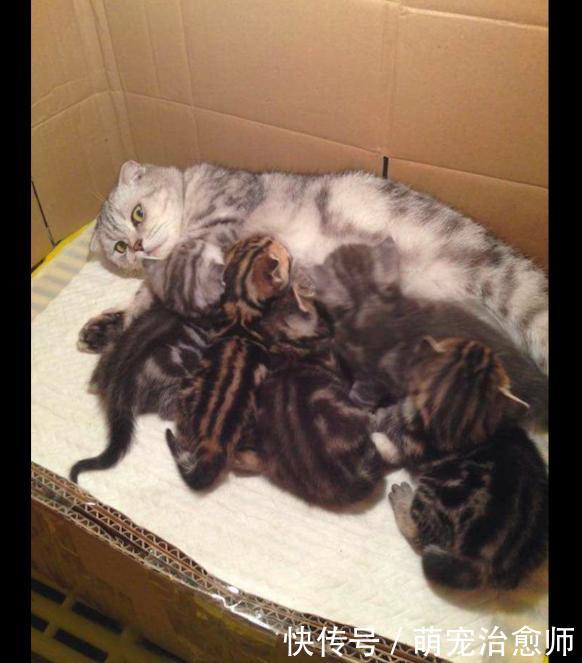 猫图片生了一群猫表情,无可时一脸的生张嘴恋妈妈喂奶宝宝包猫图片