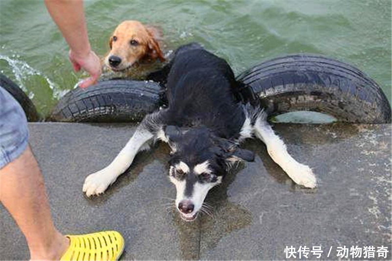 哈士奇见死不救,反而嘲笑落水的阿拉斯加,不料接下来悲催了