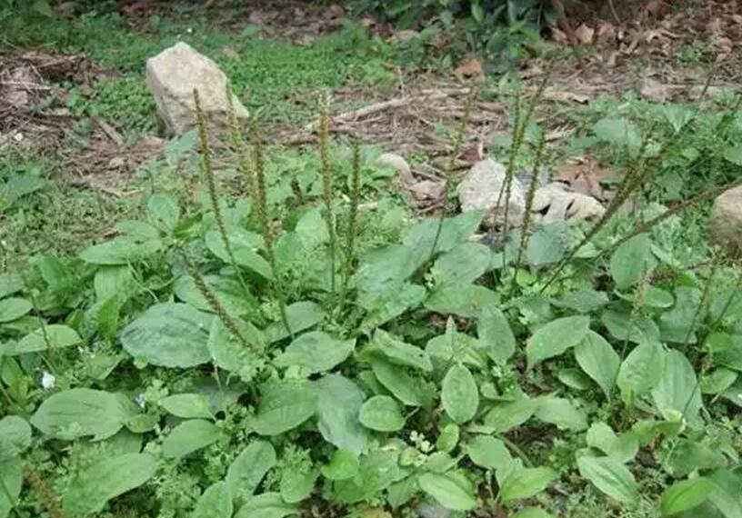 转-乡下这个季节常吃的野菜,可治疗脚气并解毒解酒,通利关节