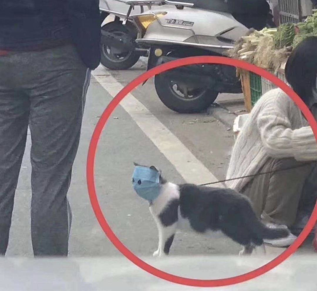 沙雕表情包搞笑图片
