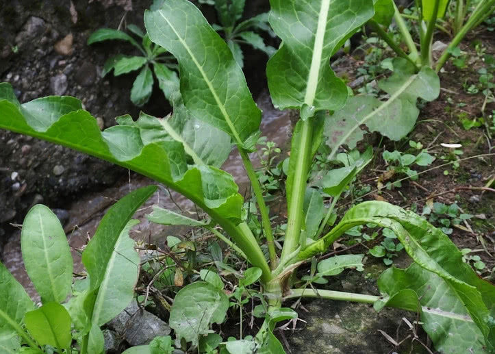 中草药救命王