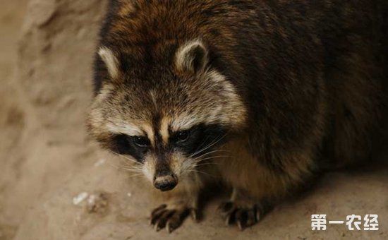 野生果子狸养殖