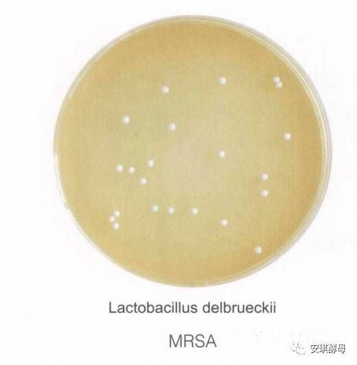 【第一届中国微生物培养皿艺术大赛】培养皿绘画之颜料攻略