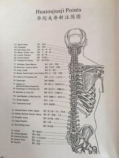 华佗夹脊穴与背俞穴有哪些不同?该如何定位?