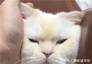 可爱卖萌表情猫咪图片说说搞笑的带失眠走开1!你丑到朕了图片