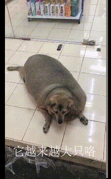 大家看看我奶奶喂的狗子,是不是可以让奶奶养猪去了