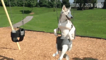 给大家讲个故事:苏州警察巡逻时捡到一只哈士奇,才过