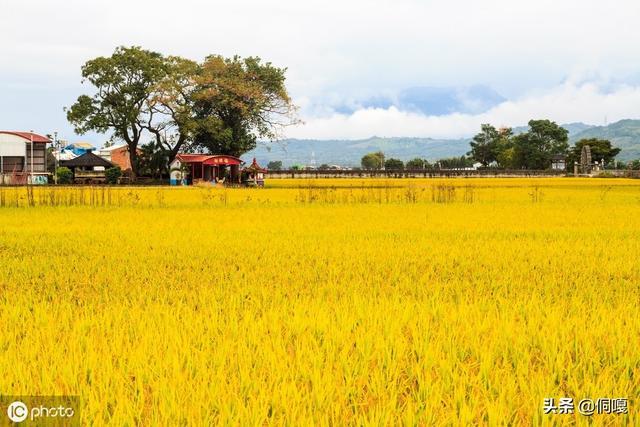 黄色和橙色的稻田(图片来自 ic photo)