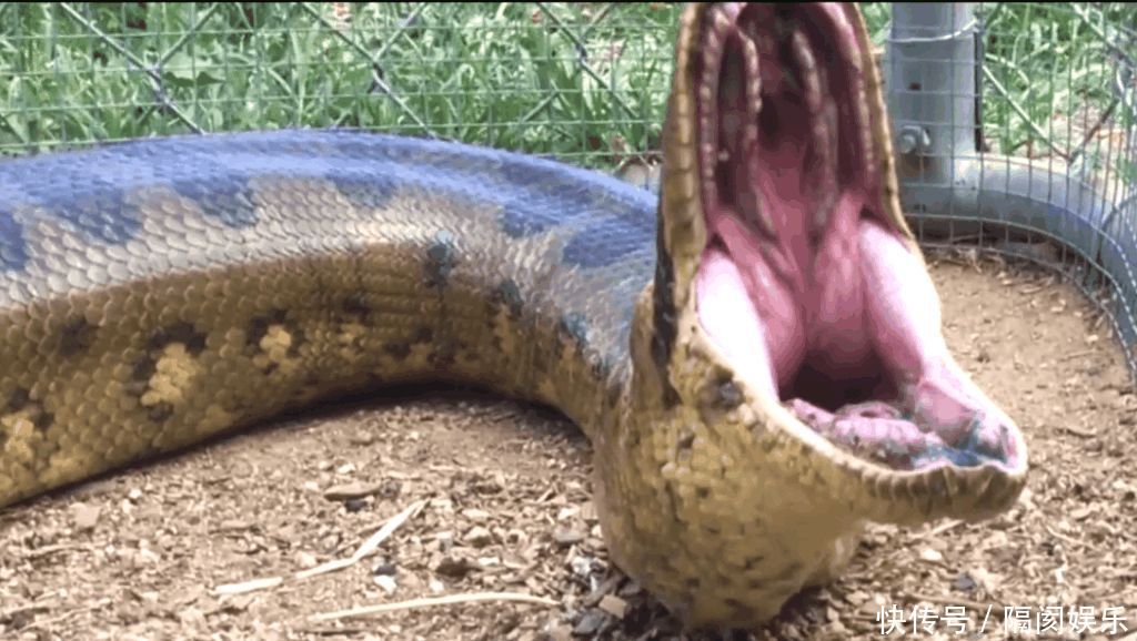 巨蟒吞下人后,人能不能在蛇肚子里面拿刀把蛇杀了?