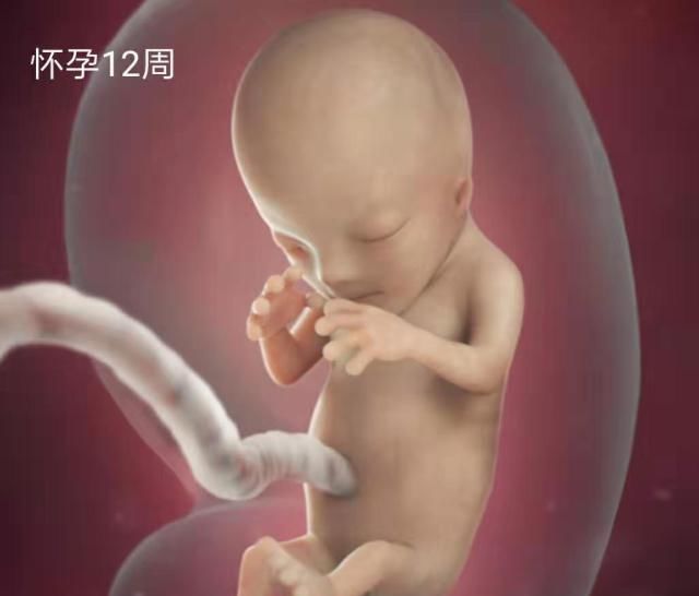 怀孕1一10个月发育视频