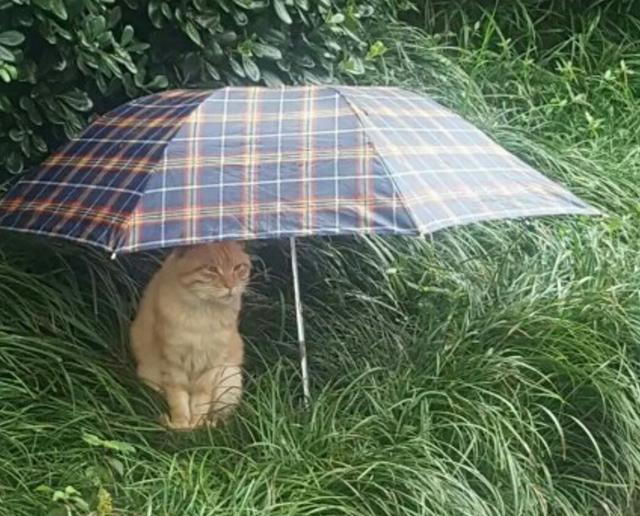 一雨天同学微信牵手表情图里看到1一v雨天猫,于是给它留了把伞图片