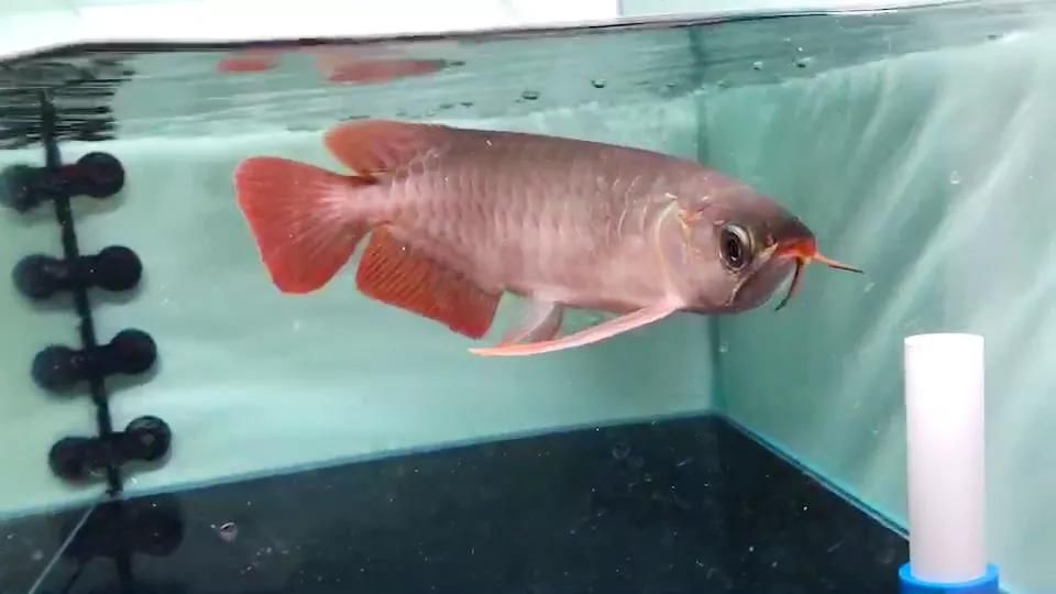 龙鱼常见的鳞片病"立鳞"?原因及治疗方法