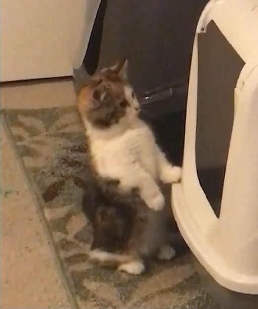 铲屎官给猫砂网购猫咪女人说男人坏表情包的盆!货到了之后,猫咪的表图片