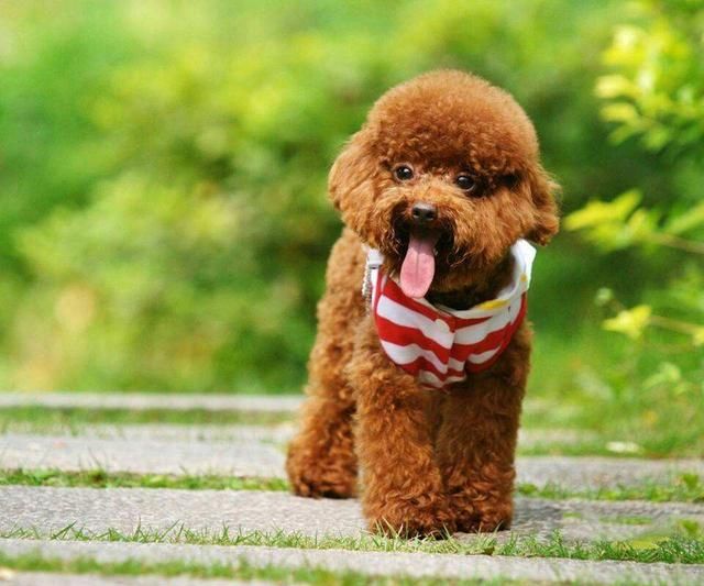 泰迪狗图片图片