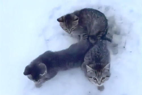 【加拿大】工人为了救流浪猫，一杯热咖啡浇上去！