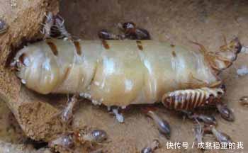 白蚁蚁后有什么药用价值?能泡酒吗?