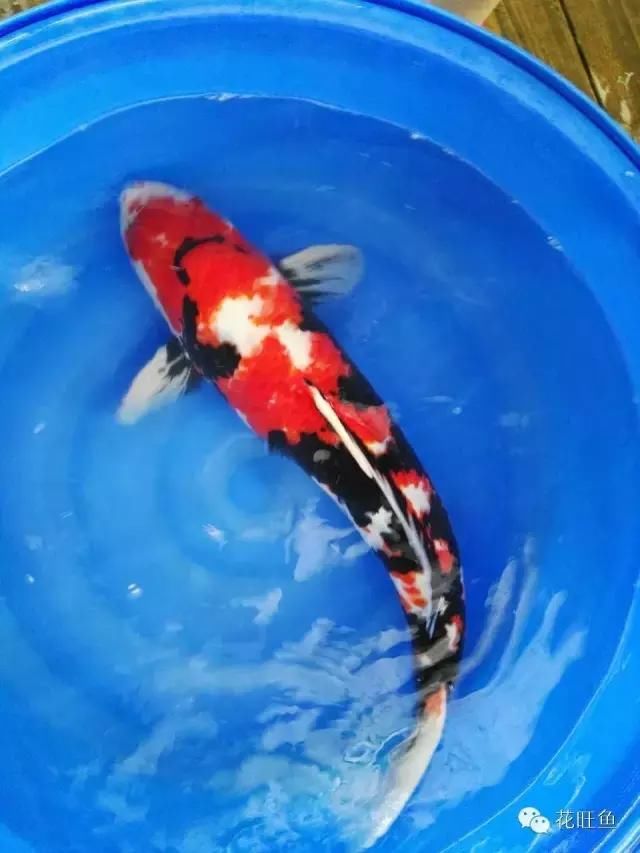 水,注意新旧水水温瞬间温差控制在2摄氏度内,温差过大锦鲤鱼容易感冒