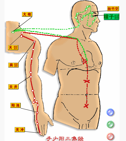 三焦经是人体重要经络,起于手指的关冲穴,终止于头部的丝竹空穴.