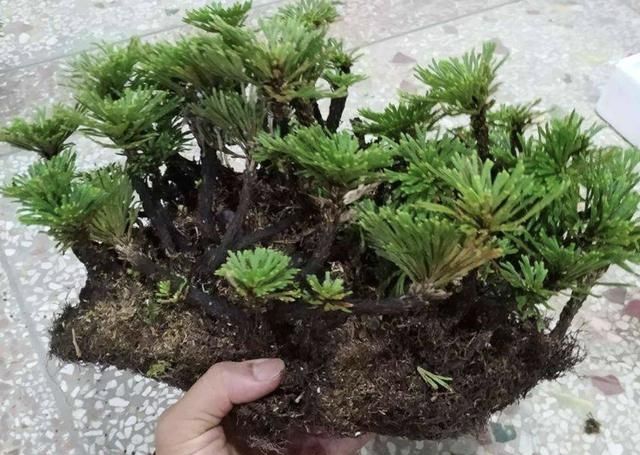 还魂草的盆栽种植技术
