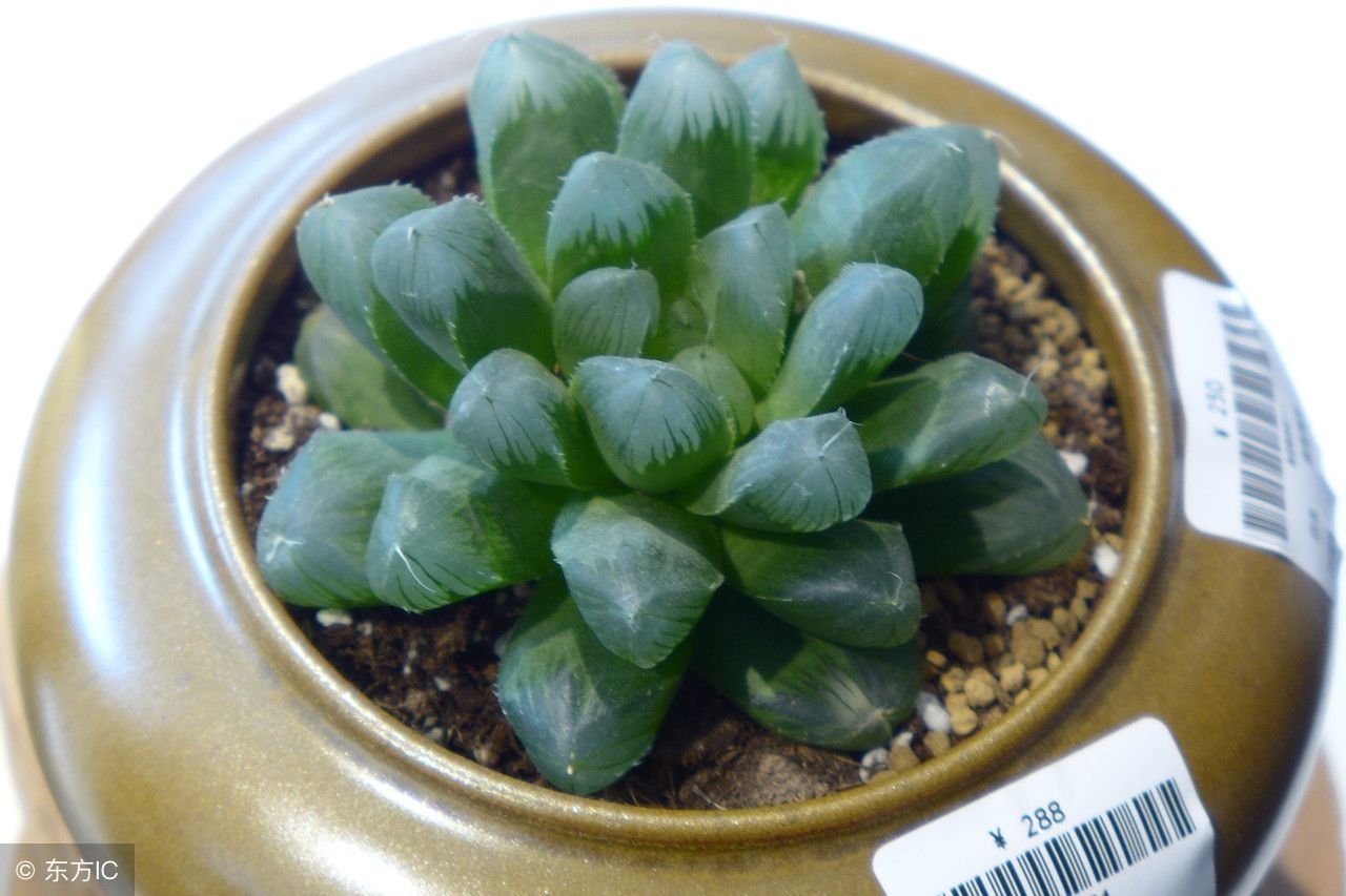 多肉植物欣赏第二季:绿色的多肉植物