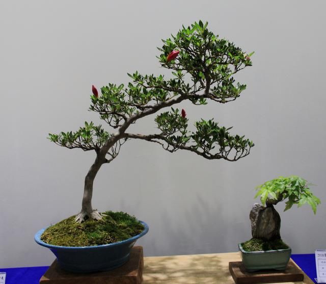 2018嵩县-雅风小微型盆景展作品欣赏