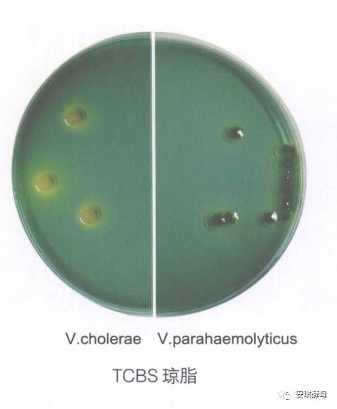 【第一届中国微生物培养皿艺术大赛】培养皿绘画之颜料攻略