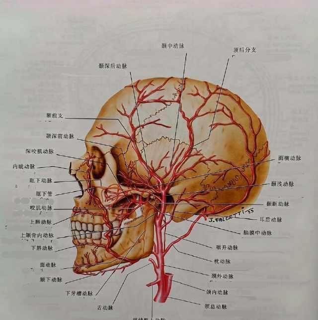 《看看血管外科解剖图吧》之颈内,外动脉|大畅带你来看图!