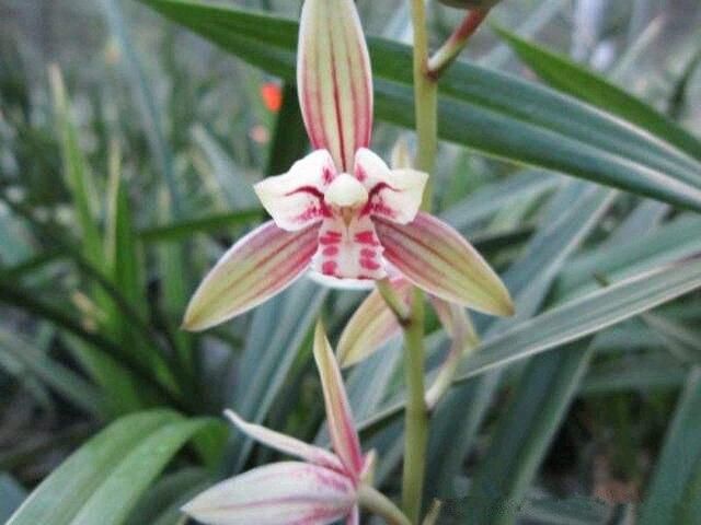 黄金彩虹兰花