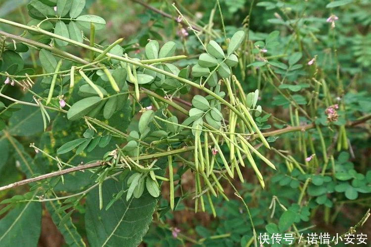 农村里有许多的野生植物农村一种野草,长得像绿豆,曾