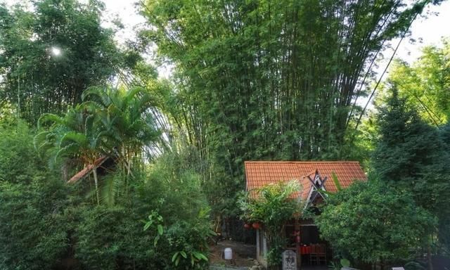 强国论坛  "勐巴娜西"是傣语 即神奇,美丽的地方 美丽的凤尾竹林 青竹