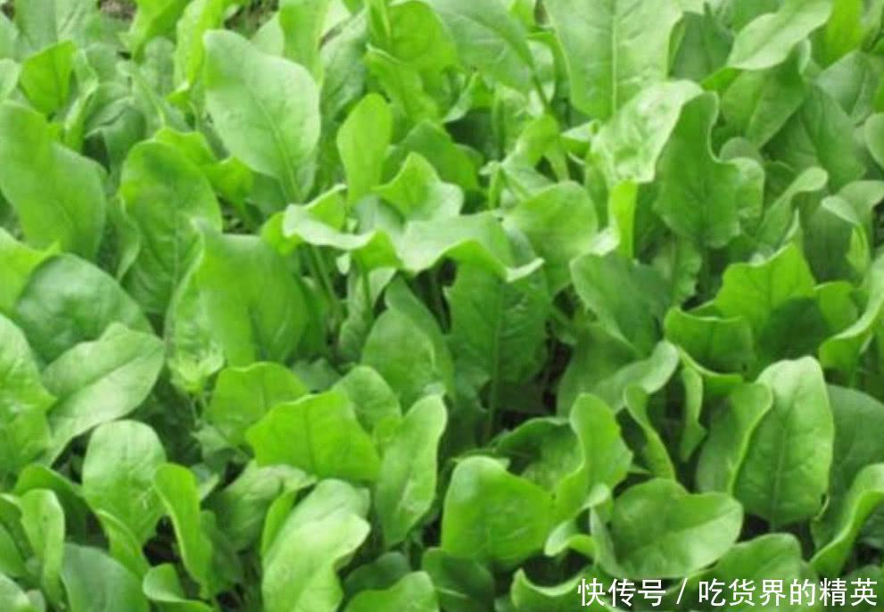 农村这种野菜长得和菠菜很像,农民却把它当杂草,如今价值很高!