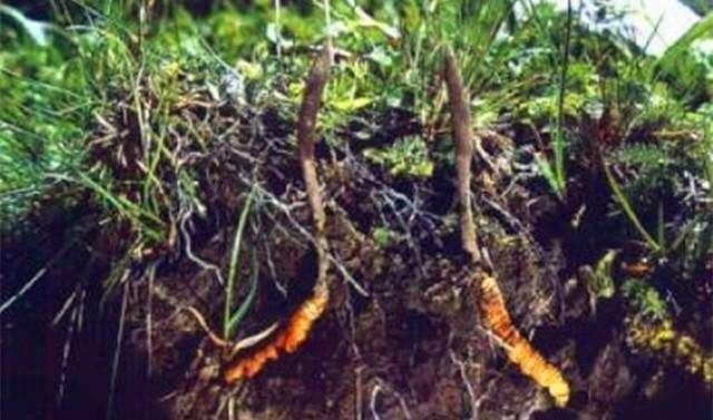 真菌种类特殊:冬虫夏草有性型属于虫草菌属( cordyceps)冬虫夏草菌(c.