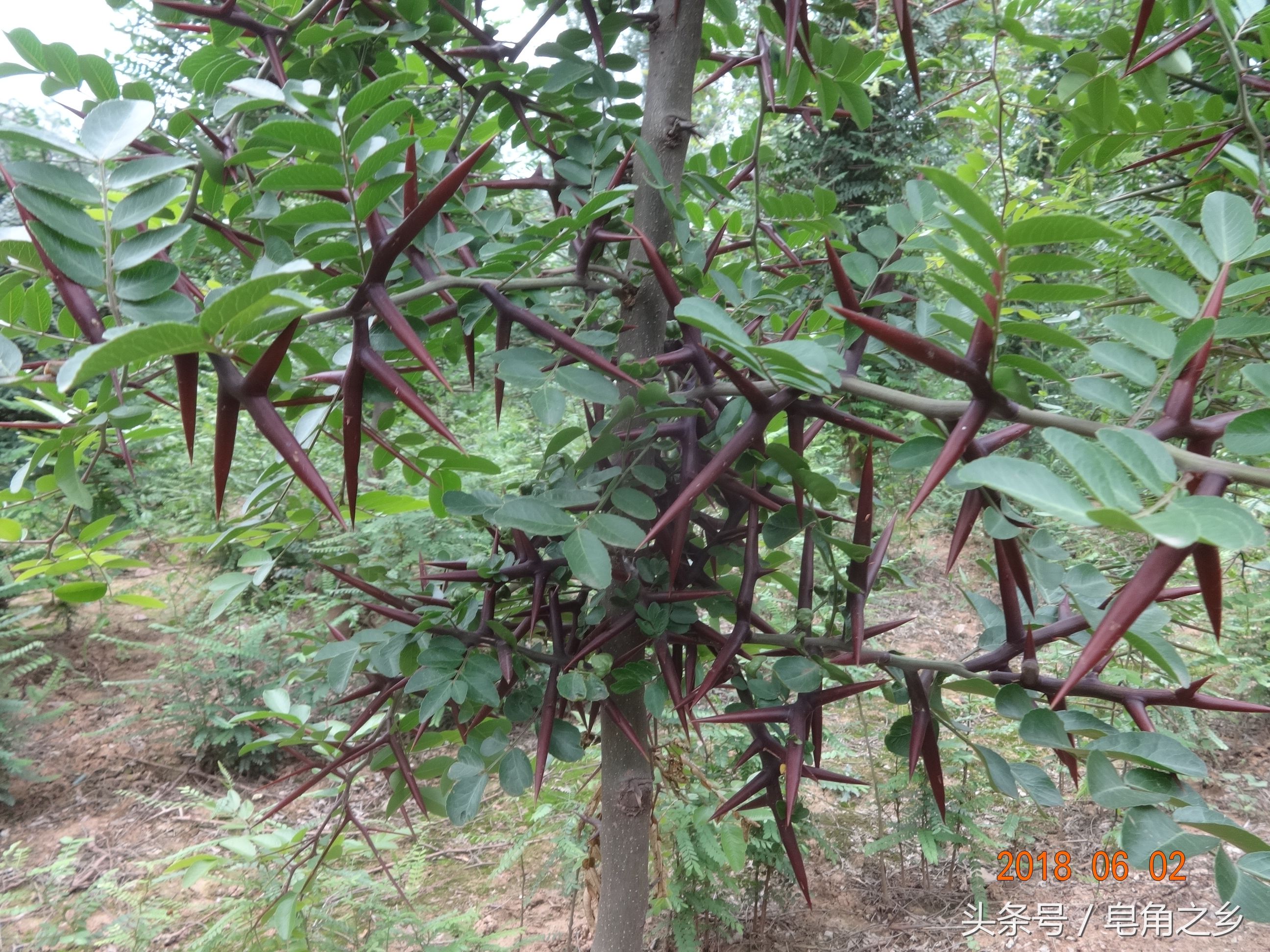 大刺皂荚新品种--嵩刺1号皂荚山坡地实景图片