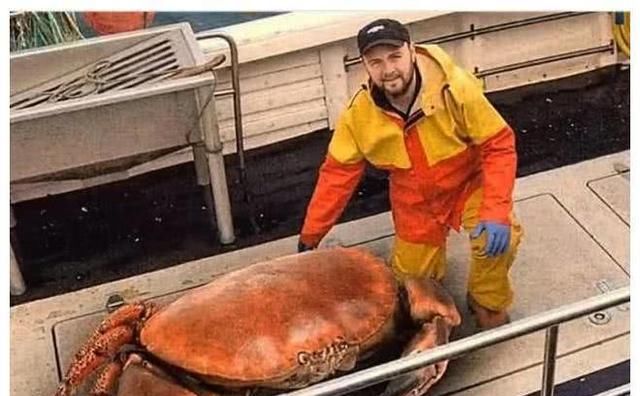 世界上最大的螃蟹 日本巨型变异蟹体长4.2米重40斤