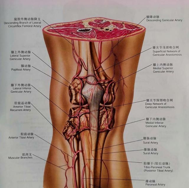 《看看血管外科解剖图吧》腘动脉|大畅带你来看图!